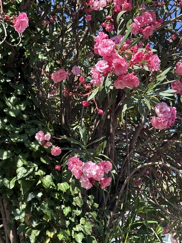 oleander