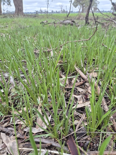 narrow plantain