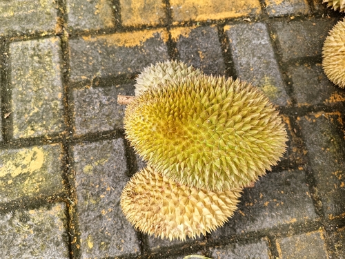 Durio zibethinus