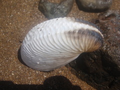 Argonauta nouryi