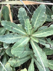 Sonchus megalocarpus