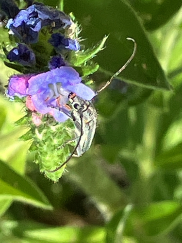 Dichtpunktierter Walzenhalsbock