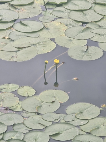 Nuphar oguraensis iNat (1)