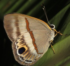 Image of Euselasia regipennis