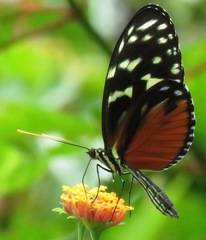Heliconius hecale zuleika