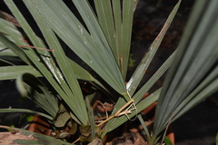 Trithrinax