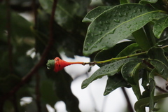 Mespilodaphne veraguensis
