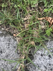 Eremochloa ophiuroides