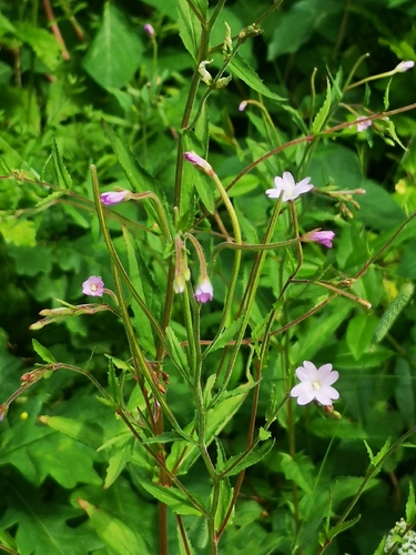 Smulkiažiedė ožkarožė