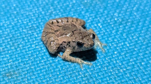 Microhyla palmipes observed 2026-06-23