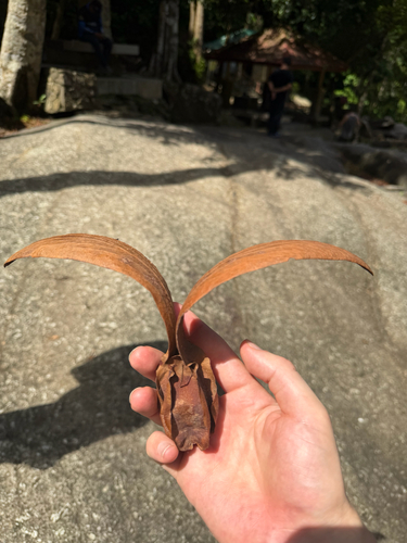 Dipterocarpus grandiflorus observed 2026-06-25