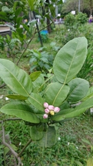 Citrus hystrix