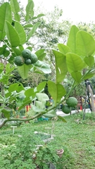 Citrus hystrix