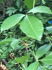 Casimiroa pringlei