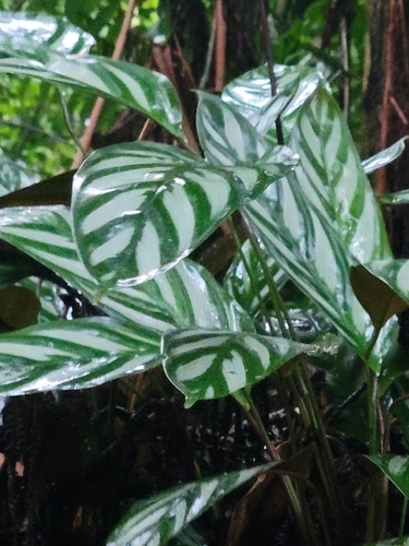 Ctenanthe oppenheimiana