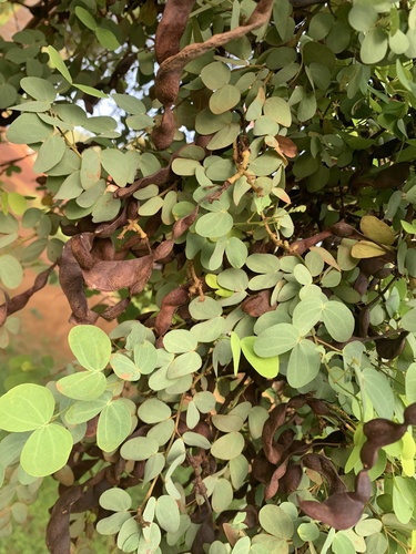Bauhinia rufescens