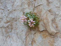 Sarcocapnos enneaphylla