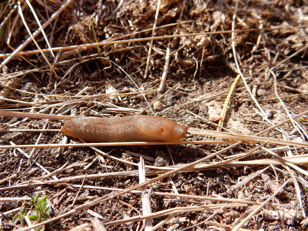 Arion gilvus