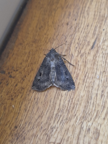 Bogong Moth
