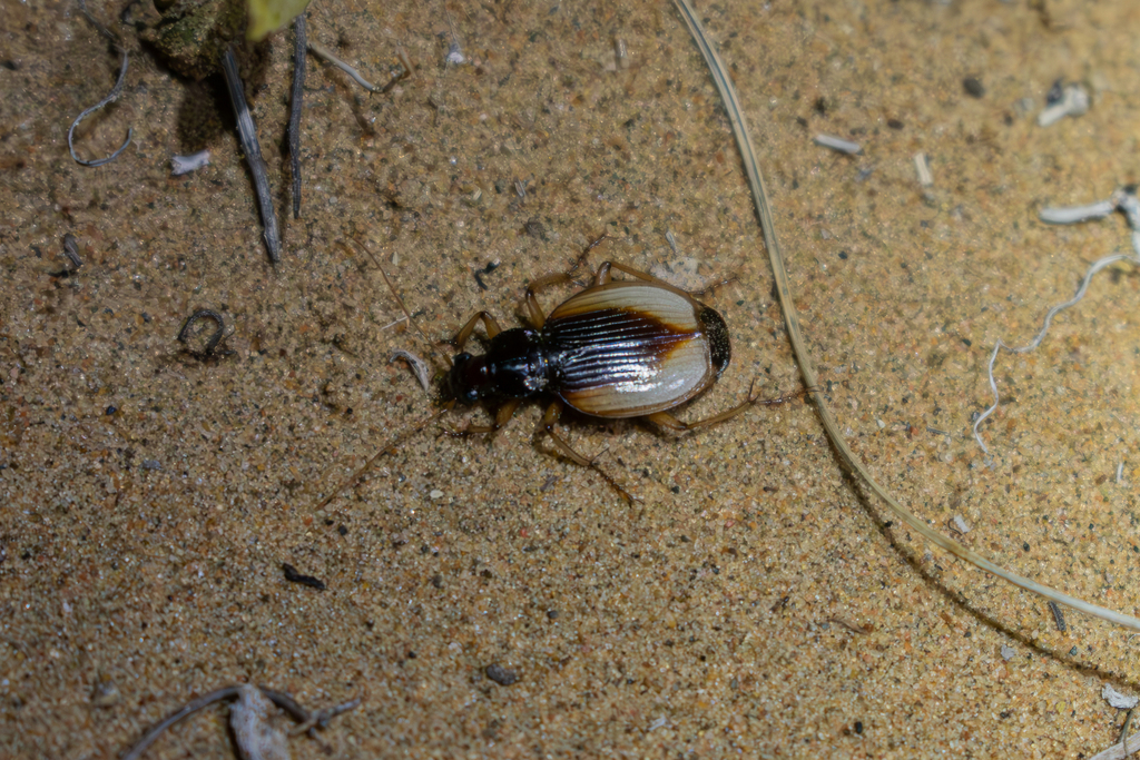 Discoptera komarowi