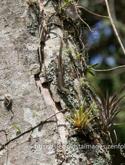 Anolis viridius