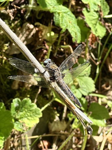 Scarce Chaser