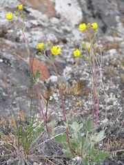 Potentilla hookeriana