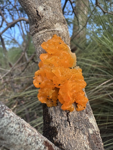 witch's butter