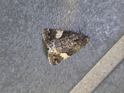 Four-spotted Moth