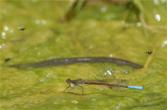 Oxyallagma dissidens