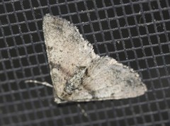 Syneora adelphodes