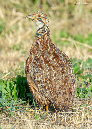 iNaturalist image