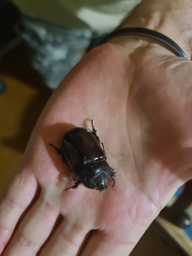 European Rhinoceros Beetle
