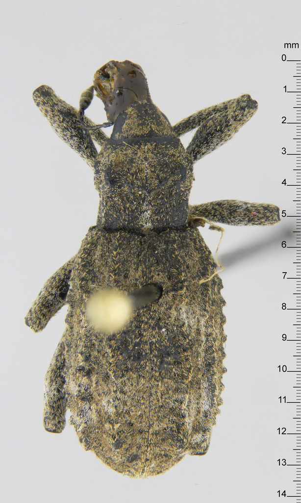 Anagotus graniger