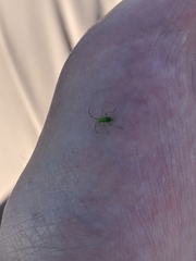 Closterotomus norwegicus