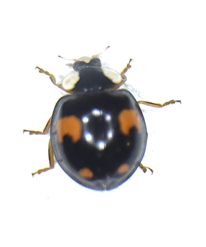 Asian Lady Beetle