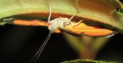 Mesene phareus