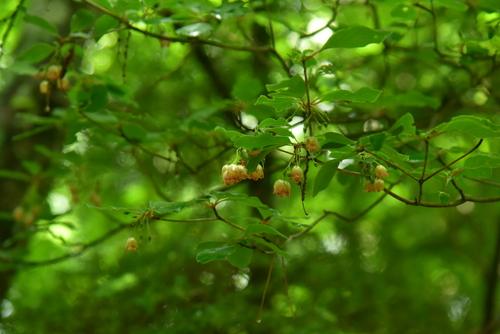 Enkianthus campanulatus observed 2026-06-21