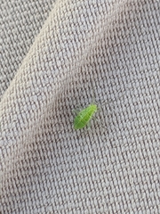 Closterotomus norwegicus