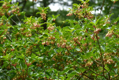 Enkianthus campanulatus observed 2026-06-21