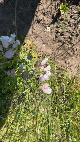 bladder campion