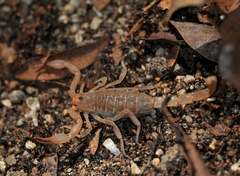 Paravaejovis eusthenura