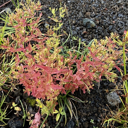Hypericum mutilum, 2026-06-15