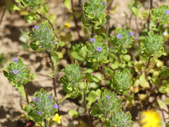 Pogogyne zizyphoroides