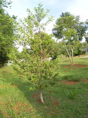 Physocalymma scaberrimum