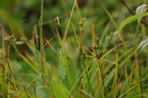 Carex leucochlora observed 2026-06-24