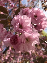 Prunus