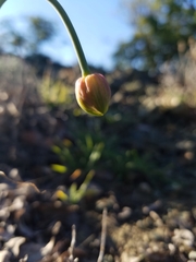 Fritillaria biflora