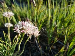 Allium haematochiton