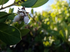 Arctostaphylos glauca